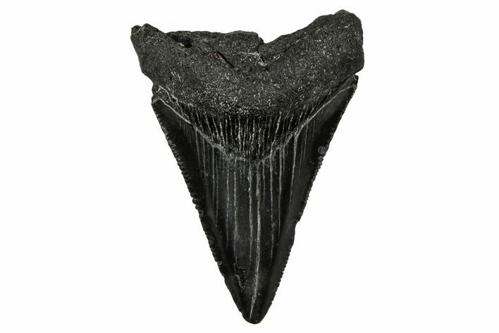 Serrated, Juvenile Megalodon Tooth - South Carolina #340736